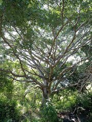 Ficus pringlei