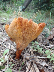 Omphalotus olearius