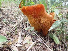 Omphalotus olearius