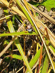 Ampelopsis