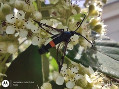Synanthedon myopaeformis