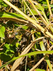 Ampelopsis