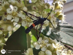 Synanthedon myopaeformis