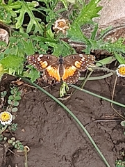 Chlosyne lacinia adjutrix