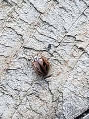 Mulsantina hudsonica