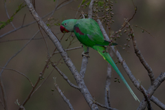 Psittacula eupatria