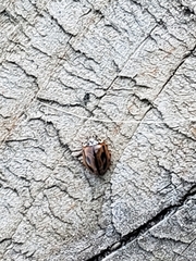 Mulsantina hudsonica