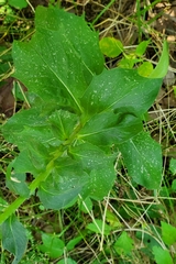 Hieracium sabaudum