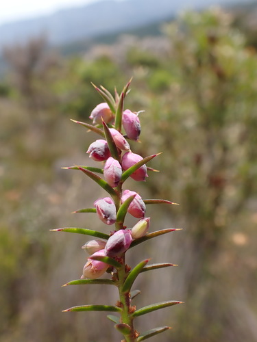 Image of Muraltia juniperifolia by (c) Ren Hoekstra, some rights reserved (CC BY)