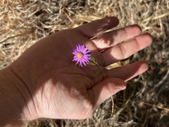 Symphyotrichum pratense