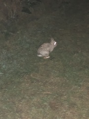 Oryctolagus cuniculus