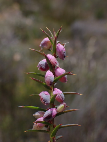 Image of Muraltia juniperifolia by (c) Ren Hoekstra, some rights reserved (CC BY)