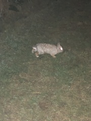 Oryctolagus cuniculus