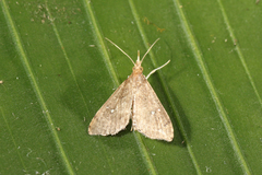 Spilomelinae