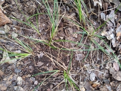 Carex planostachys