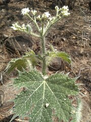 Cnidoscolus angustidens