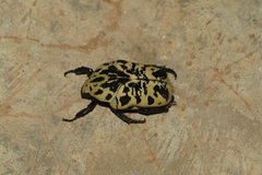 Gymnetis sallei