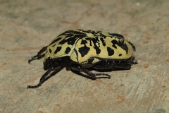 Gymnetis sallei