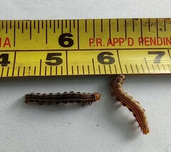 Spodoptera eridania
