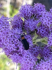 Nemognatha nemorensis