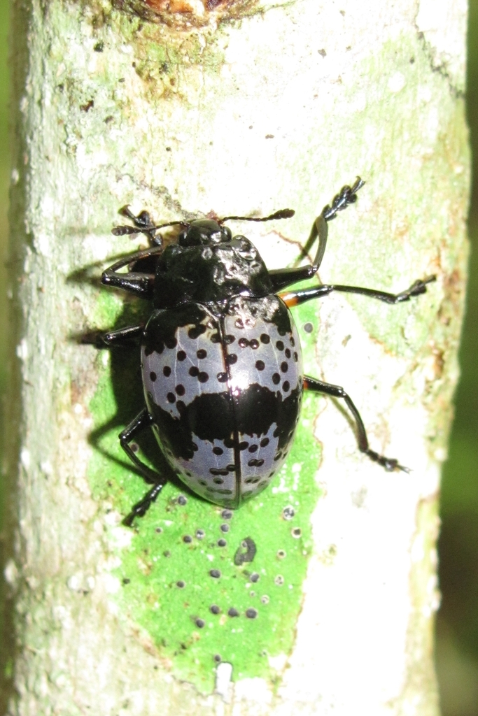 Cypherotylus gaumeri