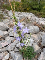 Campanula pyramidalis