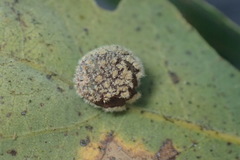 Cynips multipunctata