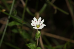 Stellaria flaccida