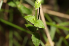 Stellaria flaccida