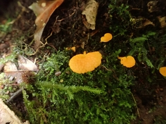 Favolaschia calocera