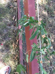Convolvulus equitans