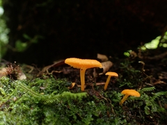 Favolaschia calocera