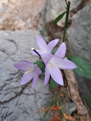 Campanula pyramidalis
