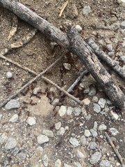 Pogonomyrmex barbatus