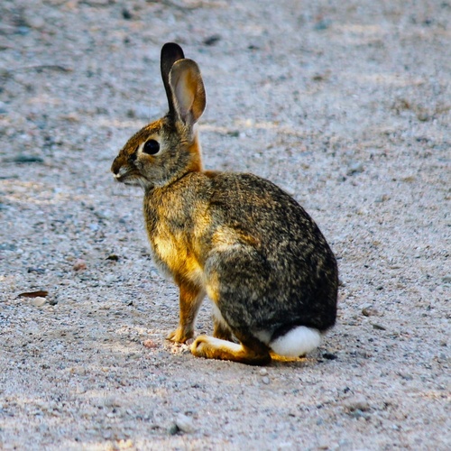 iNaturalist observation photo of Desert Cottontail