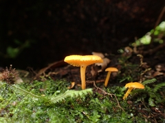 Favolaschia calocera