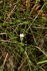 Stellaria flaccida