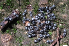 Cephalotes