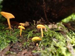 Favolaschia calocera