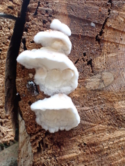 Byssomerulius corium