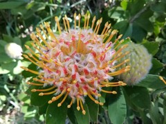 Leucospermum × hybridum