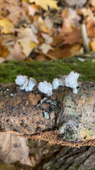 Schizophyllum commune