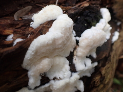 Byssomerulius corium