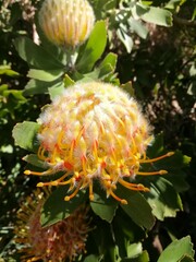 Leucospermum × hybridum