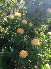Leucospermum × hybridum