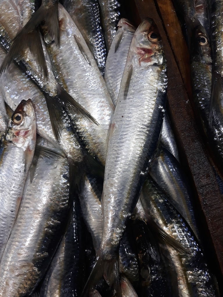 Round Sardinella from Algérie on October 23, 2022 at 0154 PM by Karim