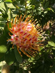 Leucospermum × hybridum