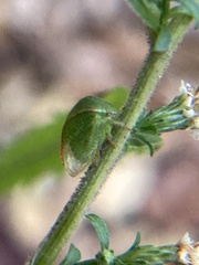 Spissistilus festinus