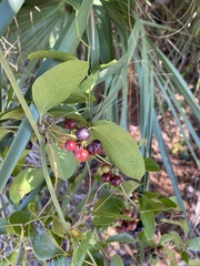 Smilax auriculata