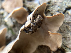 Euparius marmoreus